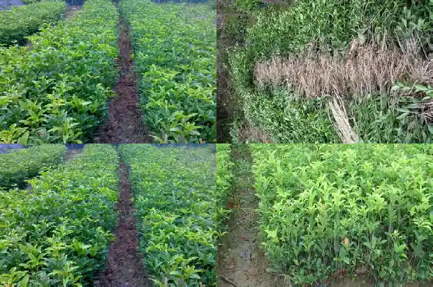 家里种植桂花树的说法有哪些英语1684199464649