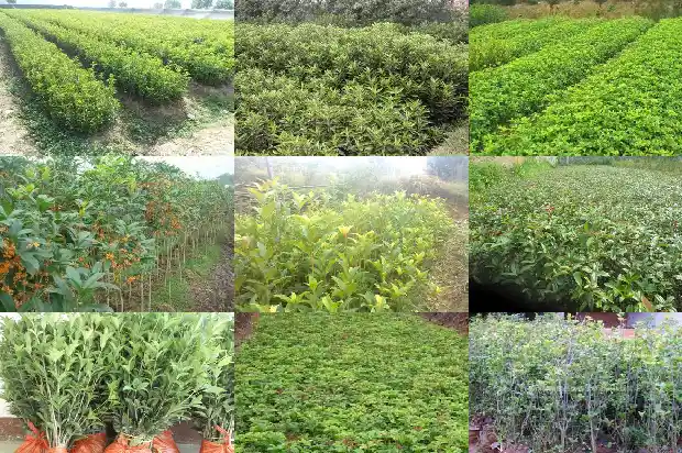 家里种植桂花树的说法有哪些英语1684199464697