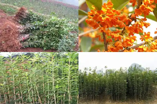 家里种植桂花树的说法有哪些英语1684199464745