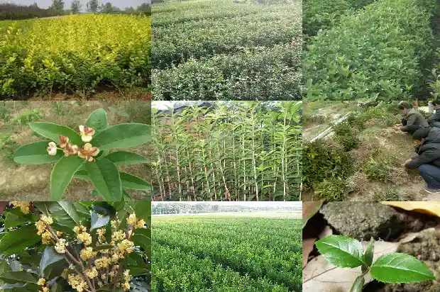 室内可以种桂花树吗1684199476312