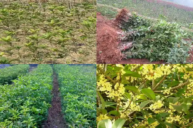 室内可以种桂花树吗1684199476407