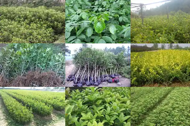 桂花树15公分多少钱一棵1689725481504