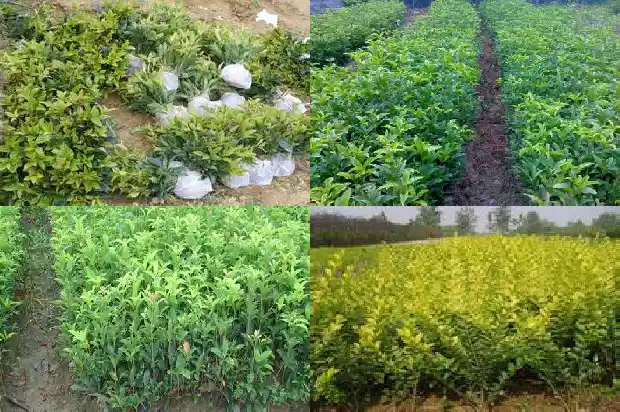 关于桂花的寓意1684199513990