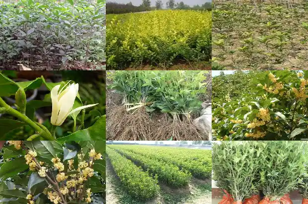 桂花树好养活吗怎么养1690591245154