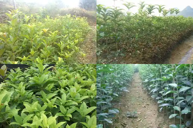 桂花的花语是什么?桂花的象征意义是什么1684199540896