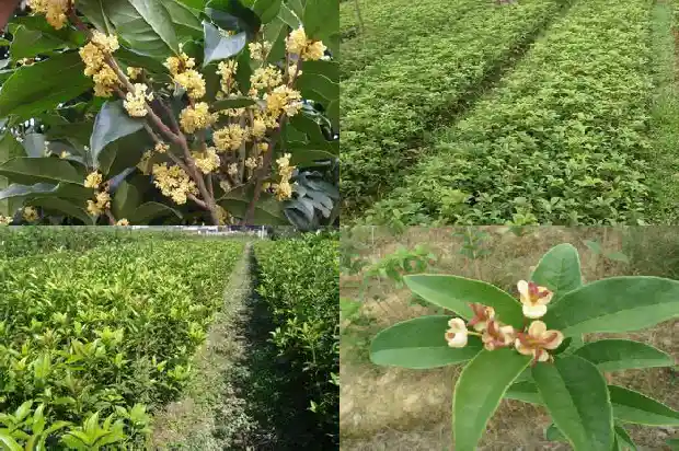 桂花的花语是什么?桂花的象征意义是什么1684199540944