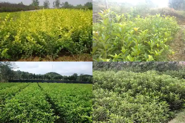 桂花的含义和象征1684199552808