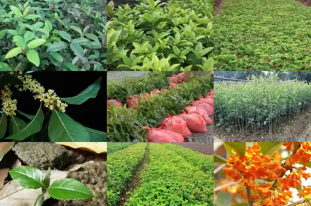 桂花的意义象征是什么?1684199564533