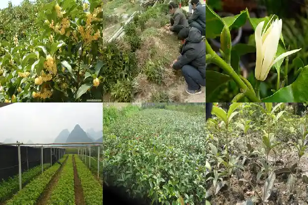 桂花的意义象征是什么?1684199564580