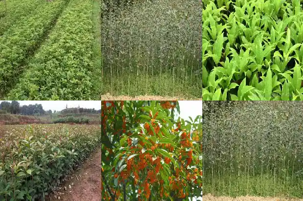 桂花有什么象征意义1684199576975