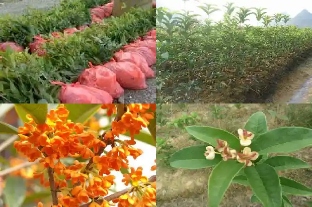 桂花有什么象征意义1684199577023