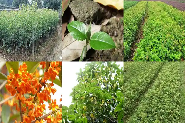 桂花有什么象征意义1684199577070