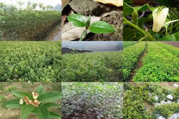 桂花的花语是什么?1684199596174