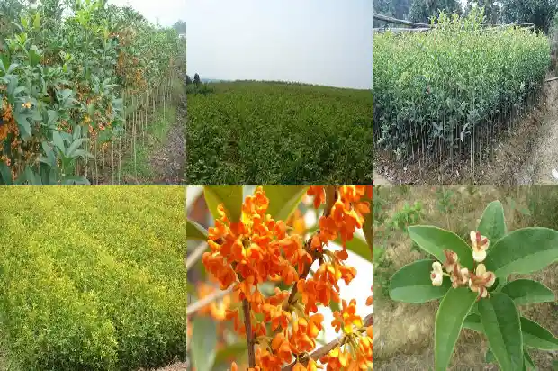 桂花的花语是什么?1684199596222