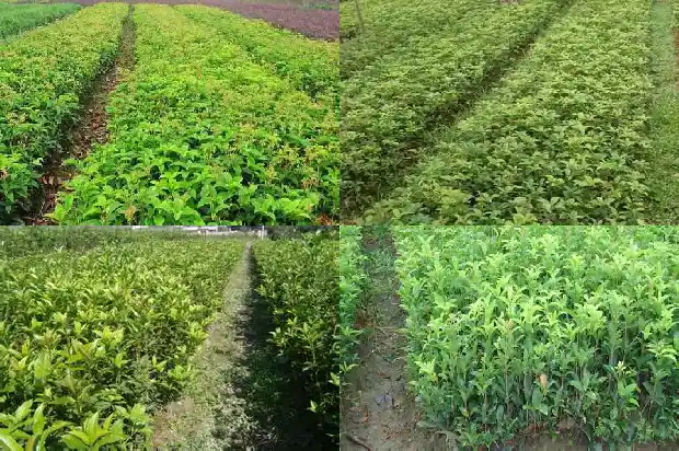 桂花的花语是什么?1684199596270