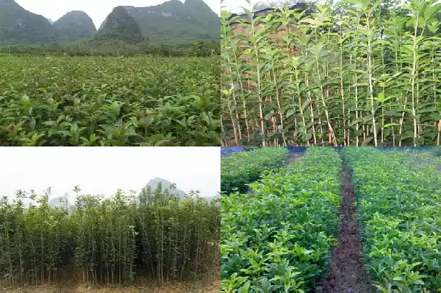 桂花树代表着什么意义和象征1684199603800