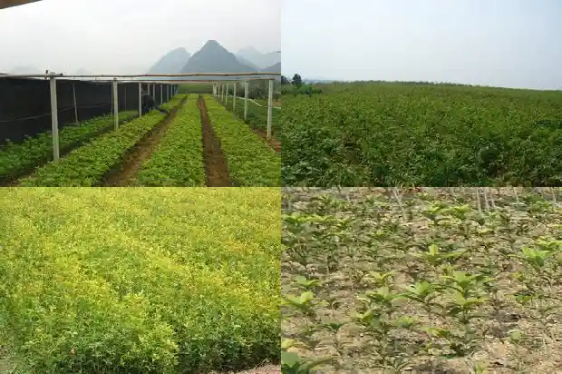 桂花树怎么说1684199615622