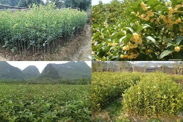 桂花树在哪里买的到1690418542328