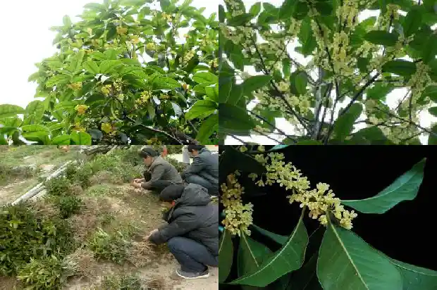 桂花树怎么说1684199615717