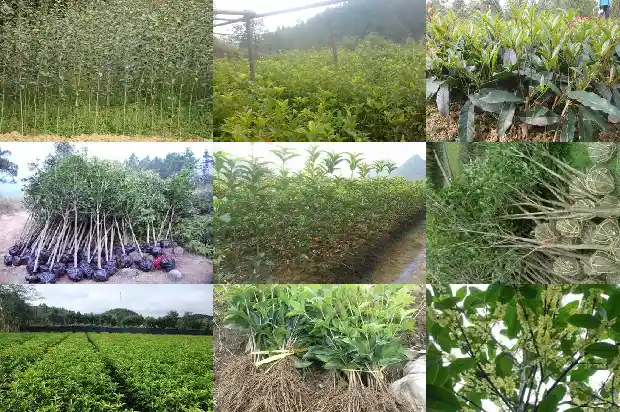 桂花树的说法1684199625492
