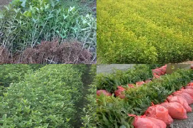 桂花树的说法1684199625538