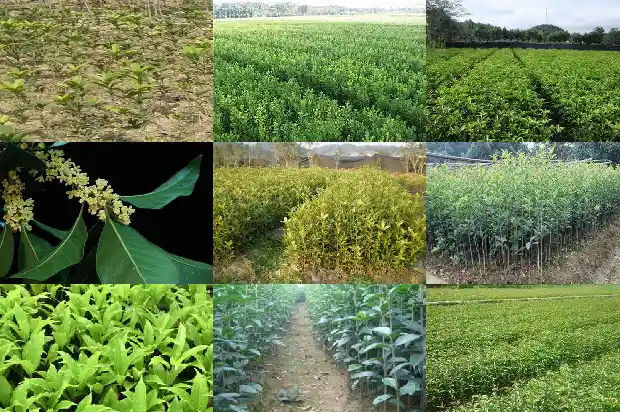 又是一年桂花开下一句是什么1688793112230