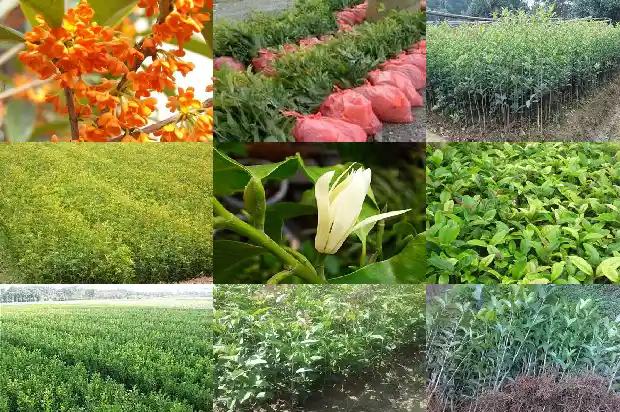 桂花的花语寓意1684199636936