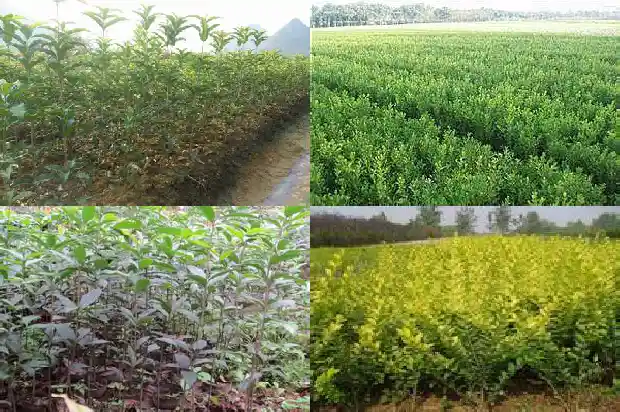 桂花的花语寓意1684199637031