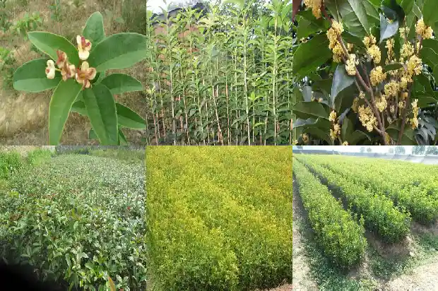 桂花的花语是什么意思和寓意1684199646515
