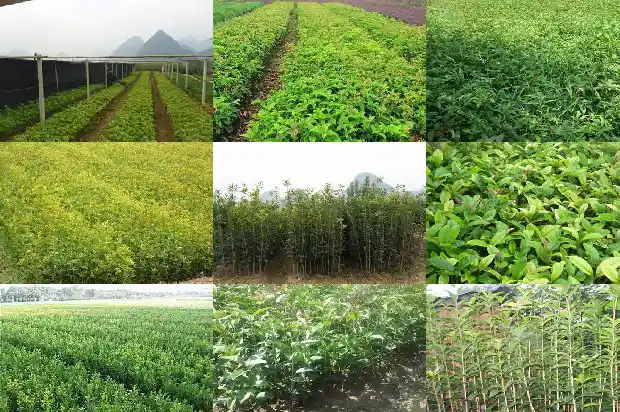 桂花的花语是什么意思和寓意1684199646562