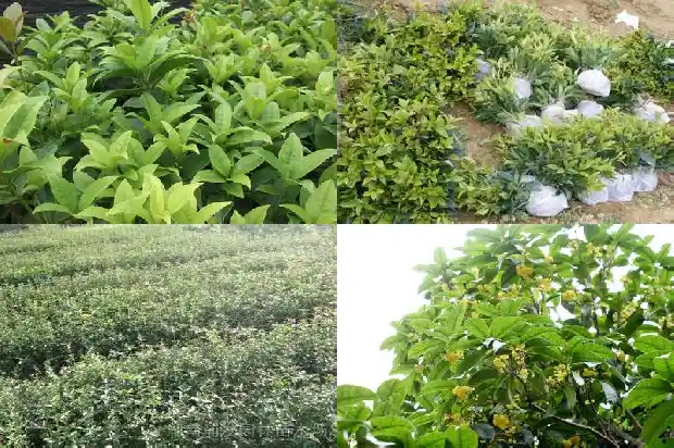 桂花的花语是什么意思和寓意1684199646610