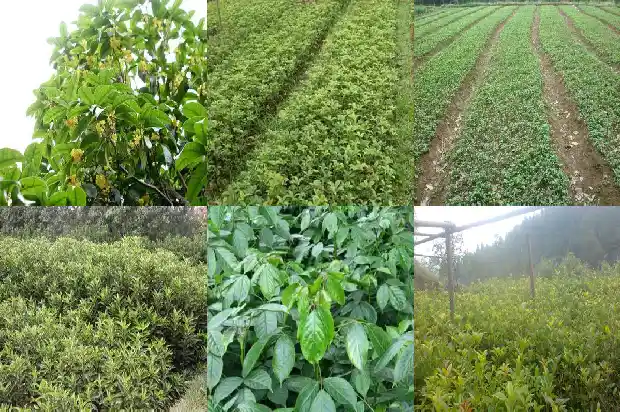 桂花嫁接苗几年开花1690504034984