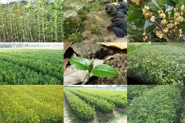 桂花的花语是什么语言1684199658394