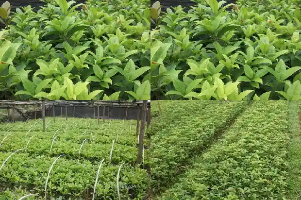 桂花树种多长时间开花1690418404730