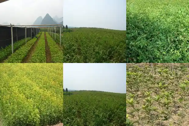 有关桂花的花语有哪些1684282328667