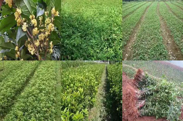 有关桂花的花语有哪些1684282328715