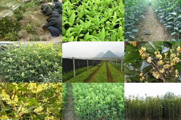 有关桂花的花语是什么1684282372197