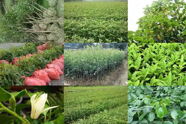 桂花的花语与寓意是什么意思呀1684282423838