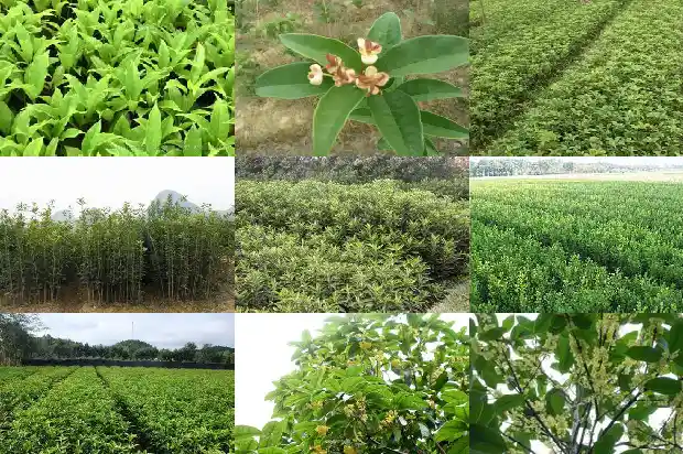 桂花的花语与寓意是什么意思呀1684282423886