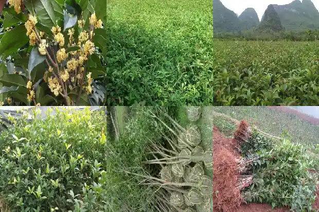 桂花的花语与寓意是什么意思呀1684282423934