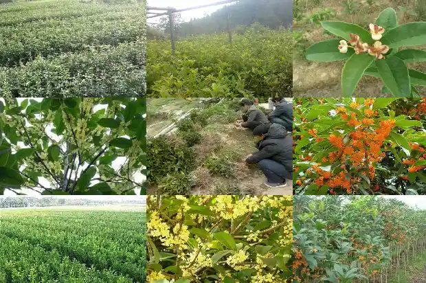 桂花的花语与寓意是什么意思呀1684282423982
