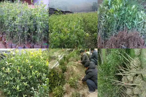 桂花的花语和寓意是什么意思1684282470855