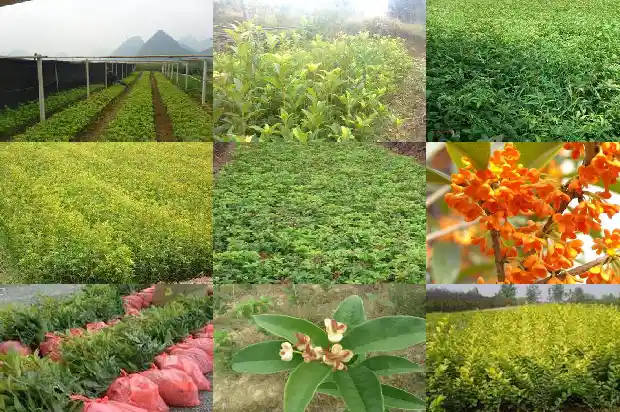 桂花的花语和寓意是什么意思1684282470902