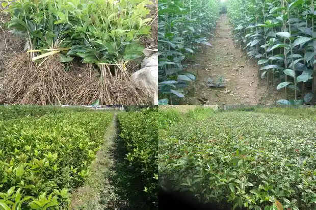 西安哪里有桂花树种植基地1690503819936