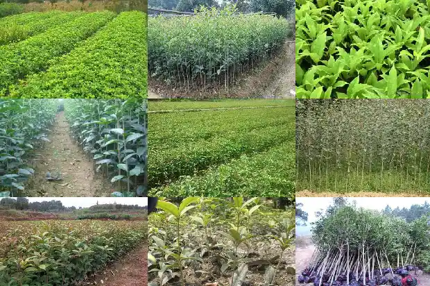 桂花寓意什么意思和象征1684282522597