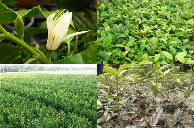桂花寓意什么意思和象征1684282522645