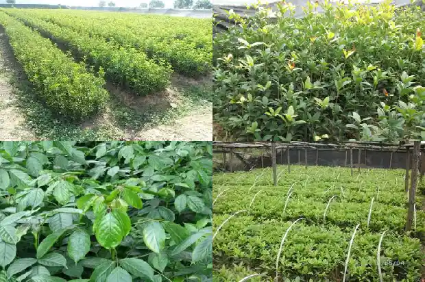 桂花寓意什么意思和象征1684282522693