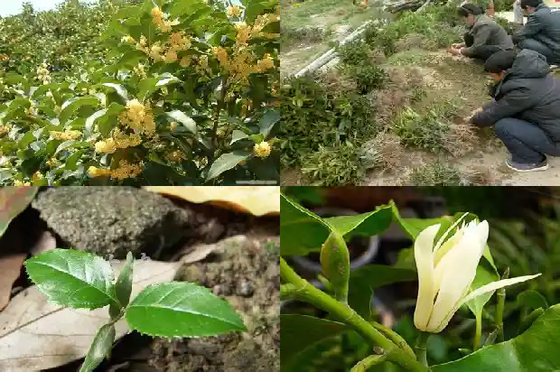 荔枝陈皮桂花红茶1689208207741