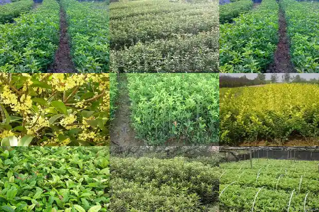 桂花的寓意 花语是什么1684282641410