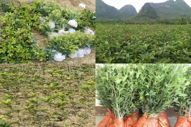 桂花的寓意 花语是什么1684282641458